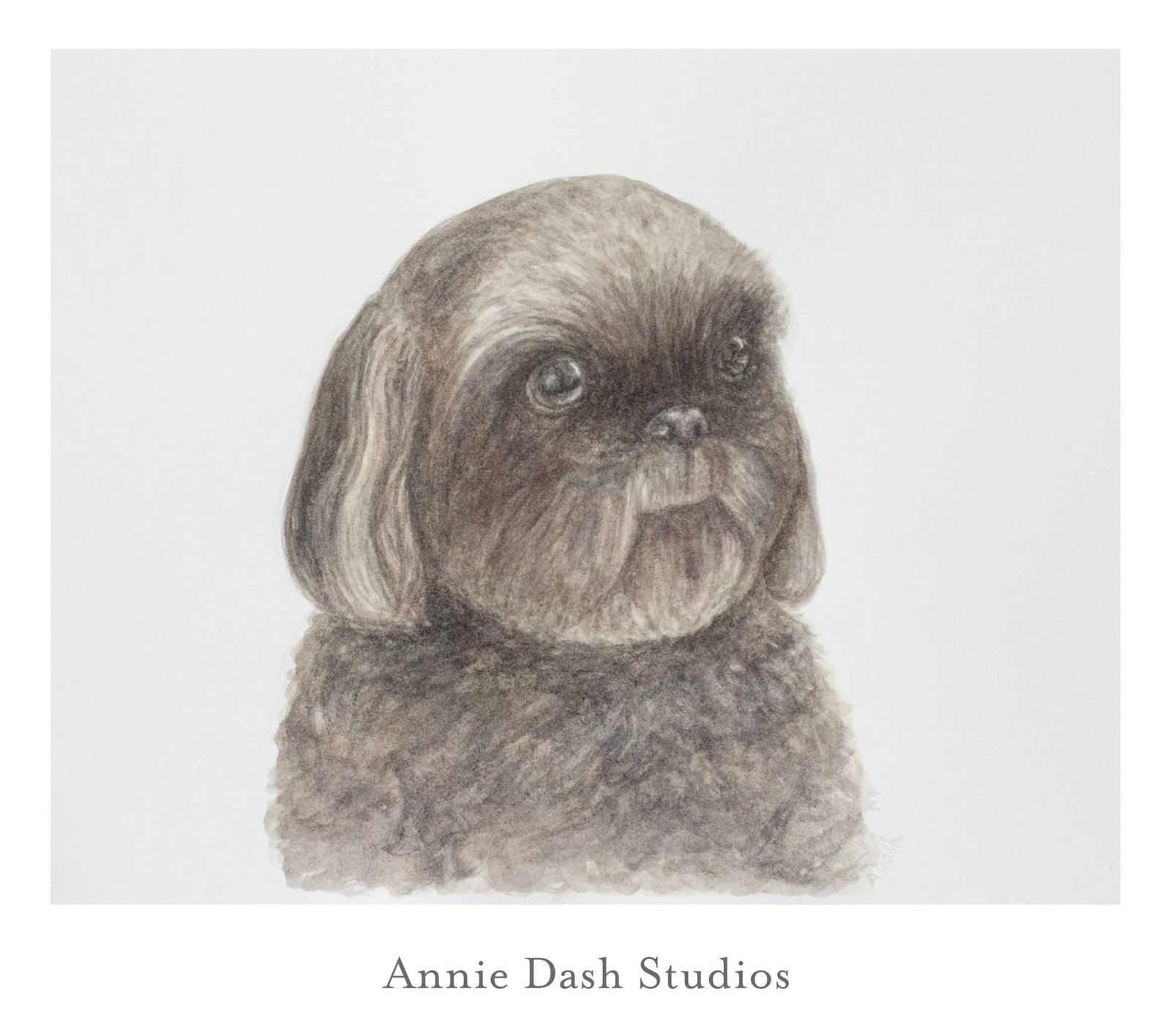 grey tone watercolor pet portrait of shih tzu dog on white background by Annie Dash Studios