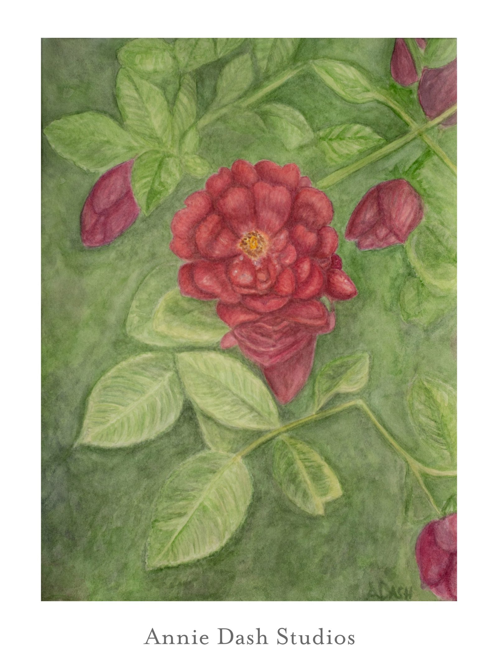 Watercolor painting of Dr. Huey red rose by Annie Dash Studios