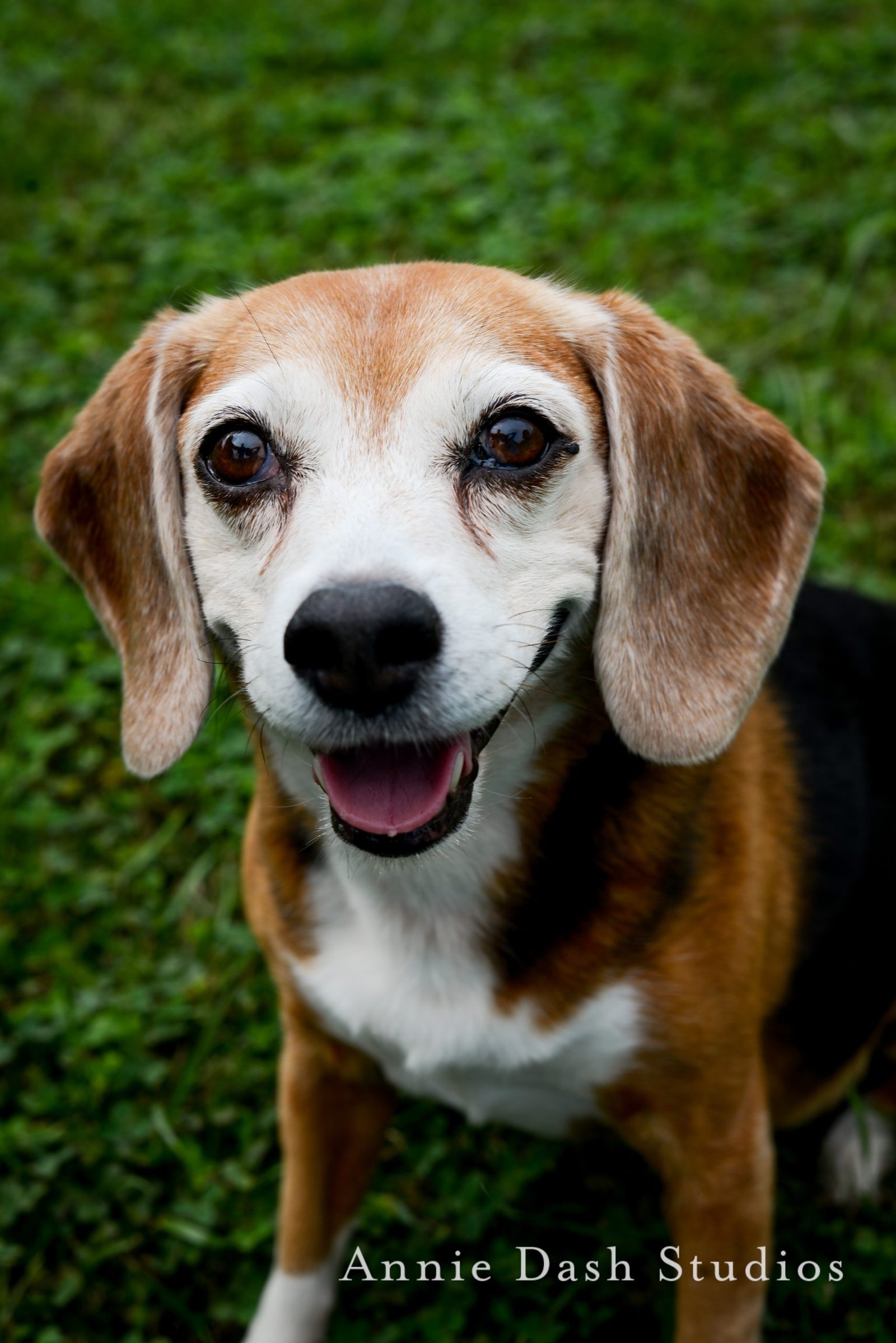 color photo of dog smiling and looking at camera with grass background