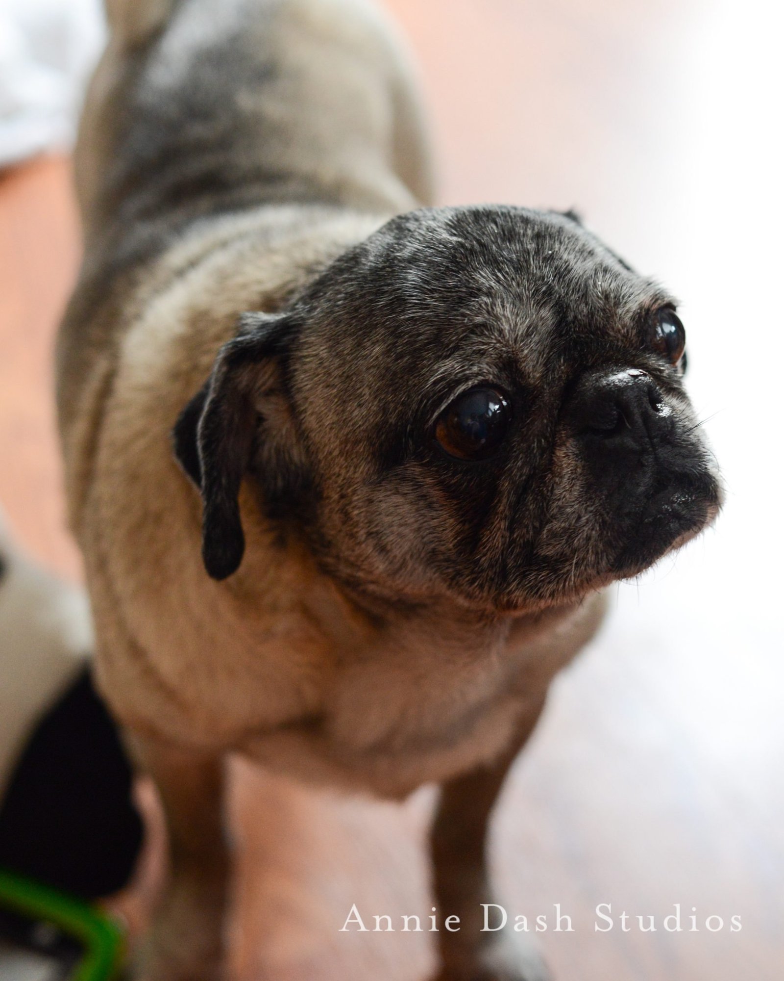 color photograph of pug looking upward