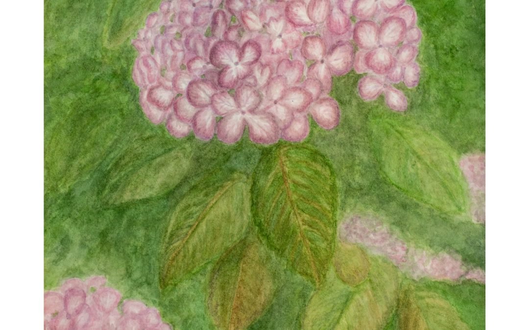 Hydrangea: A Watercolor Floral Portrait