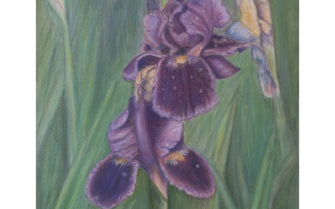 Iris: A Pastel Floral Portrait