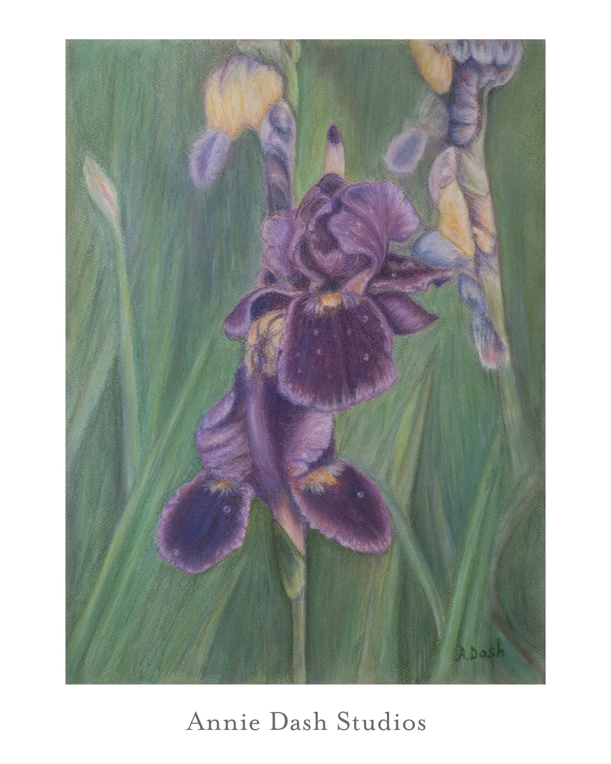 pastel artwork of purple iris