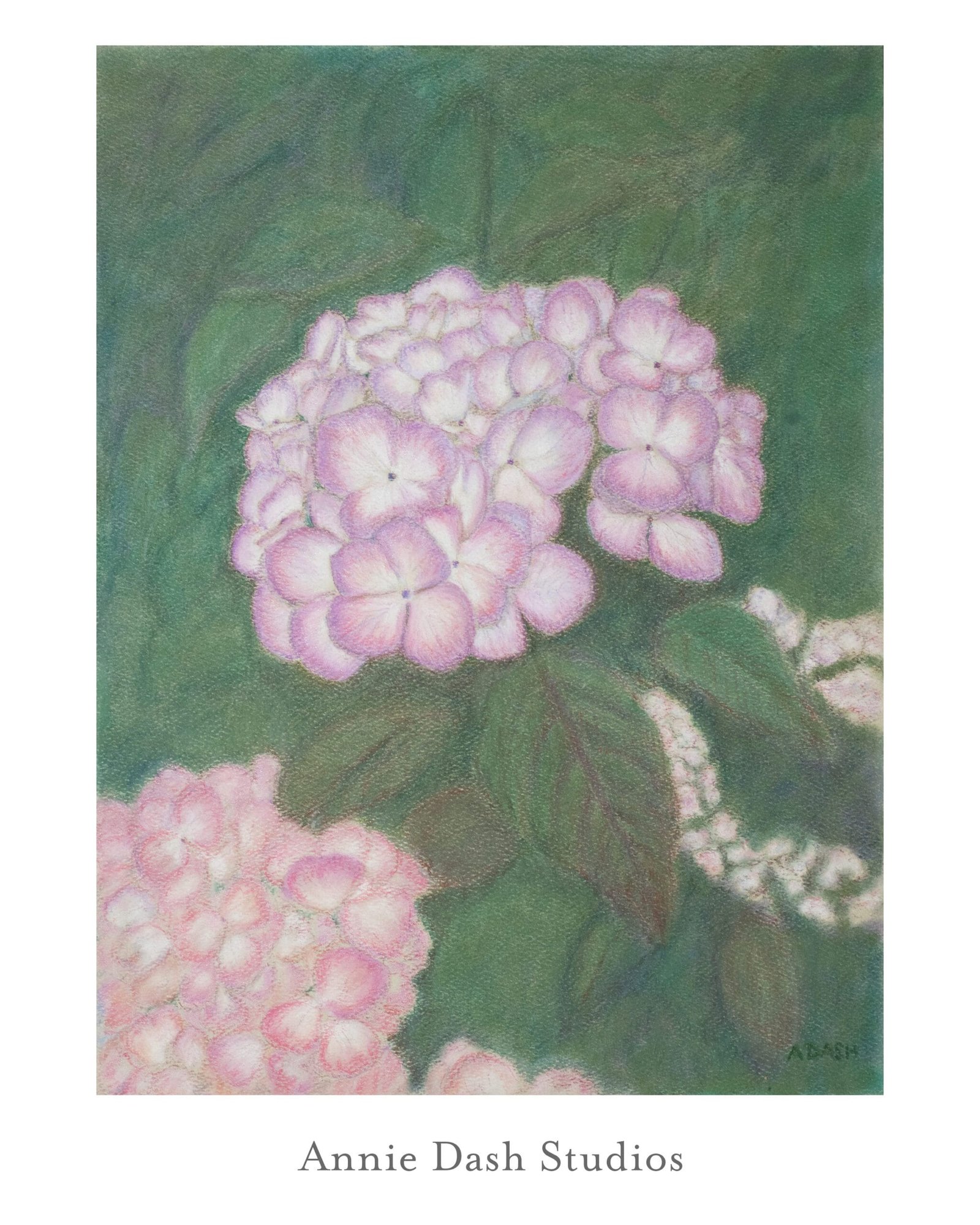 Pastel Hydrangea by Annie Dash Studios Social Media Hydrangea pastel floral painting