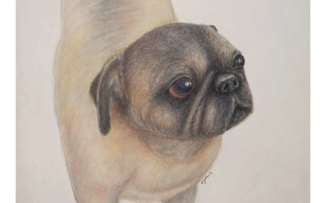 Pumpkin: A Pet Portrait in Pastel
