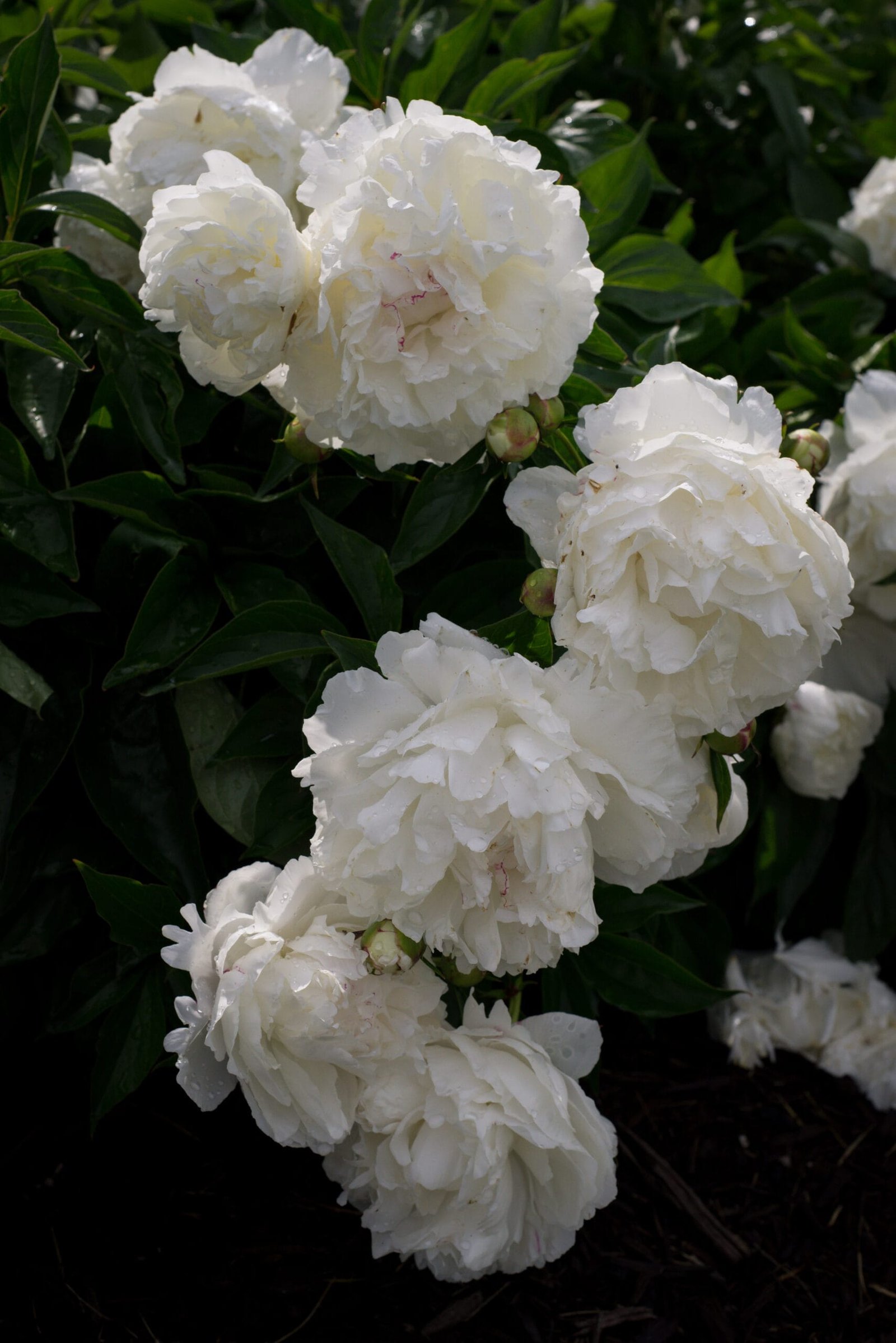 Hydrangea close up photograph by Annie Dash Studios