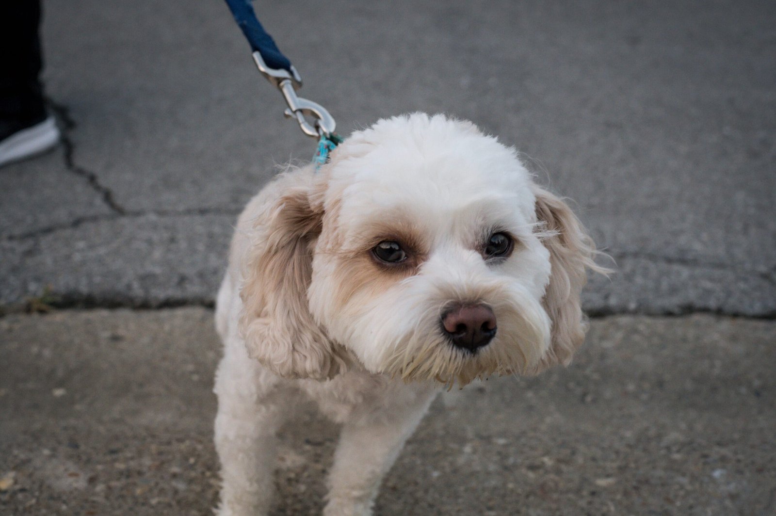 white dog on a leash looking at the camera