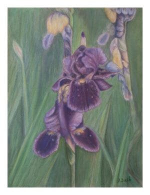 "Iris" Pastel Floral Portrait Fine Art Giclee Print