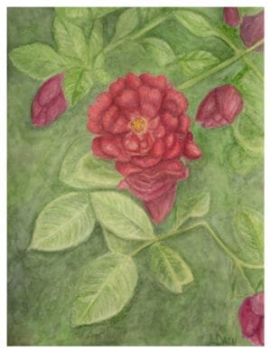 Rose watercolor floral portrait fine art print