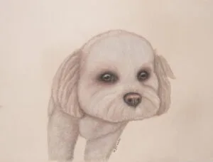 cavapoo pet pastel painting
