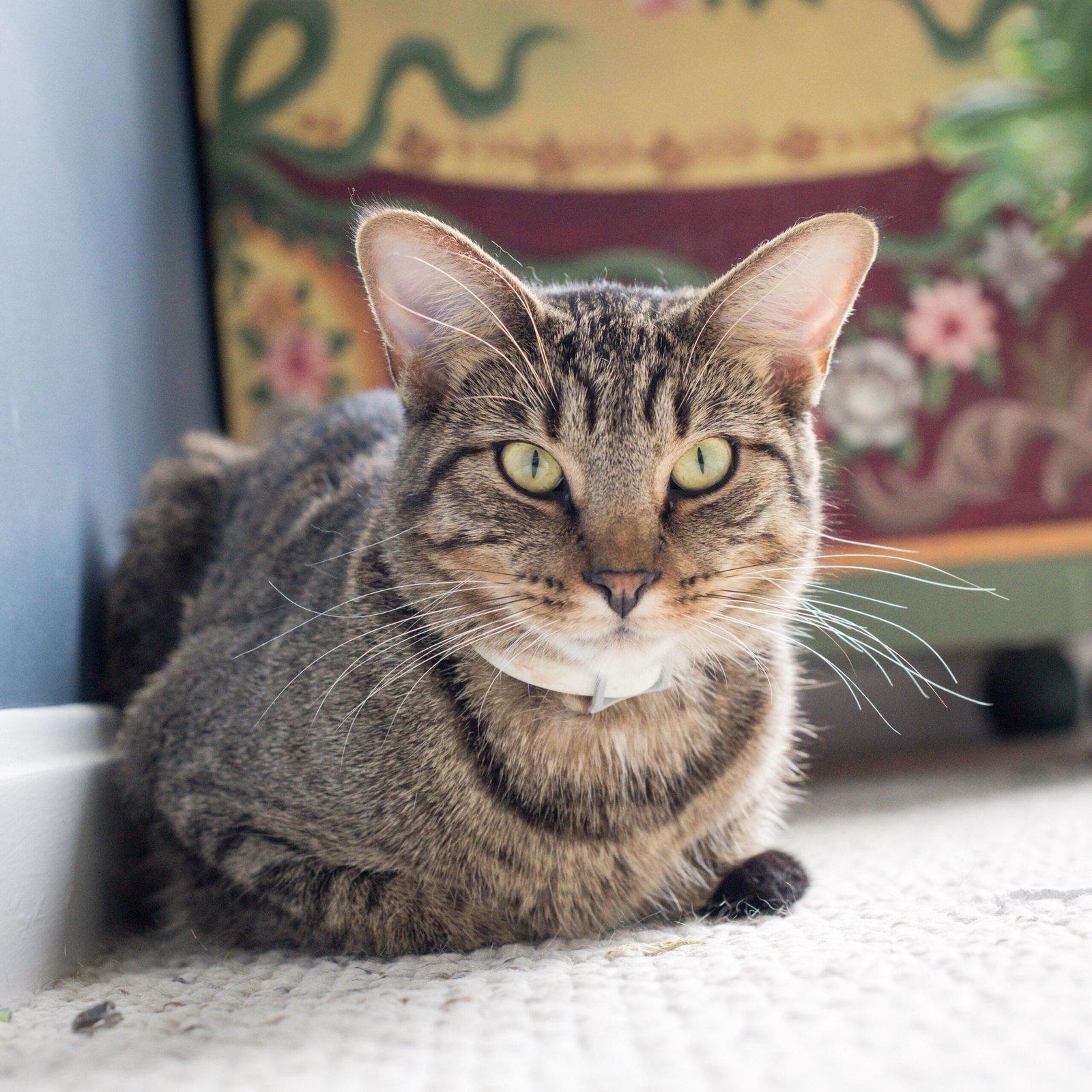 color photograph of cat staring at the viewer