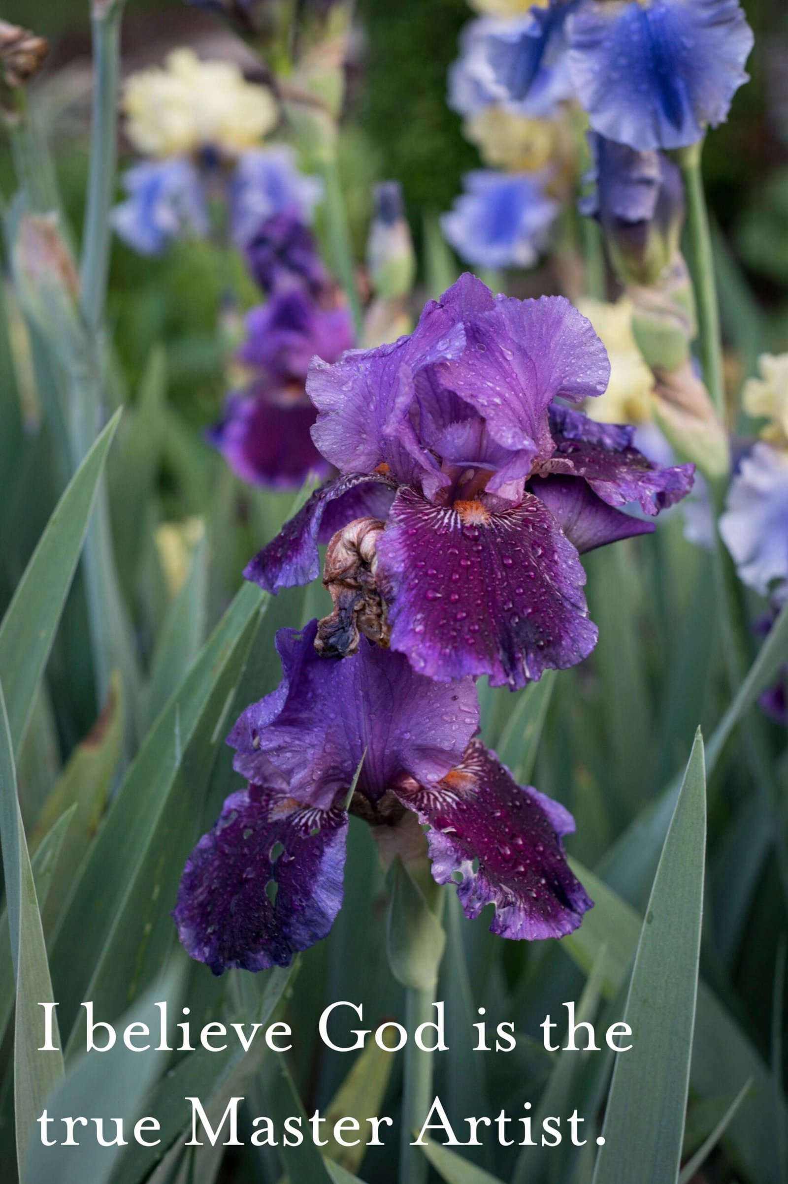 Slide 7 Color photo of irises